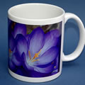 mug crocus 0047